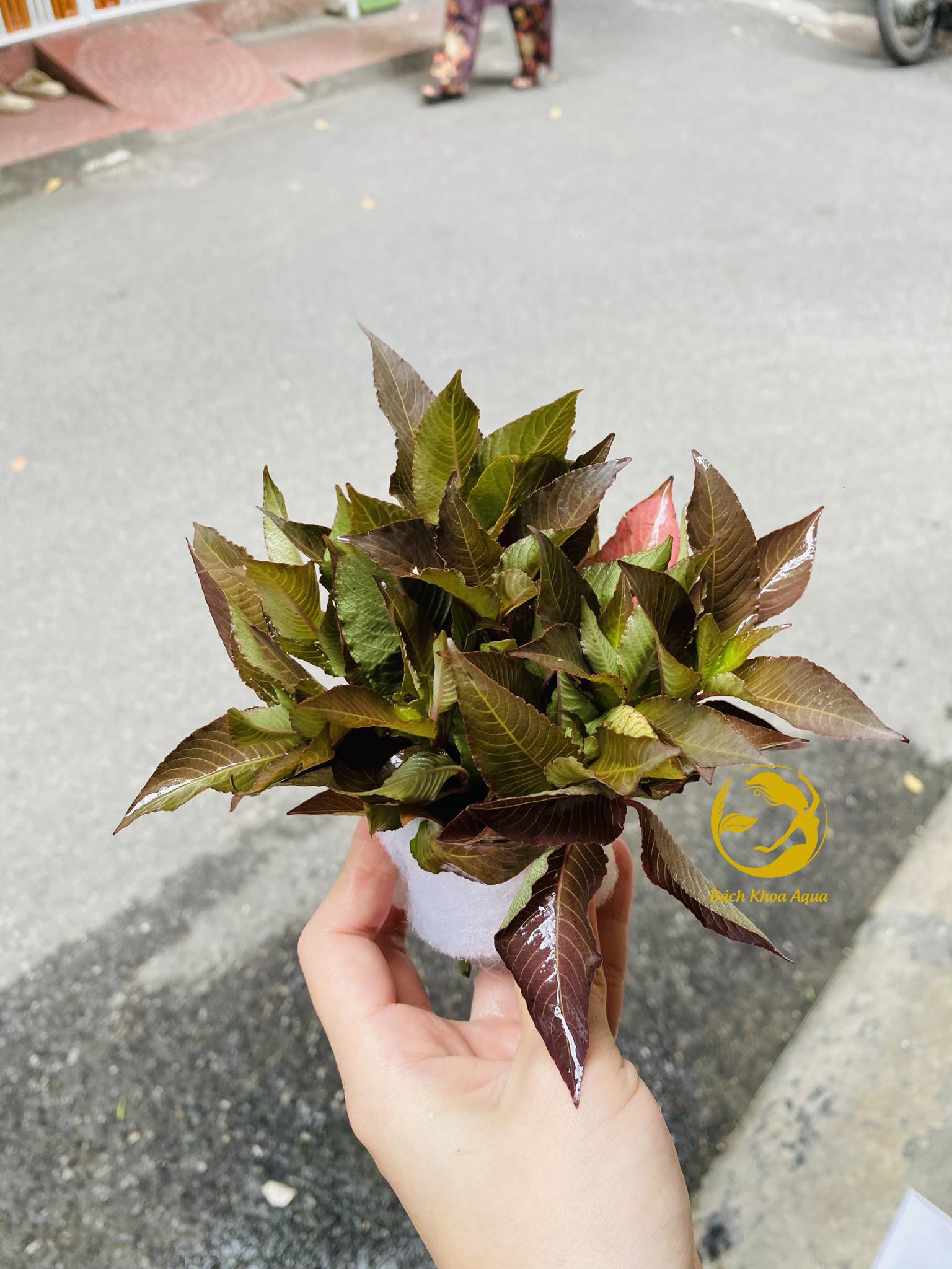 Cây cắt cắm - Đại Liễu Lùn